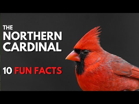 image-What does a male cardinal bird look like?