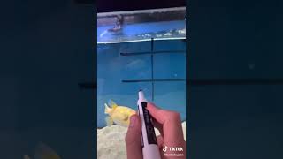 Playing tic tac toe with a fish