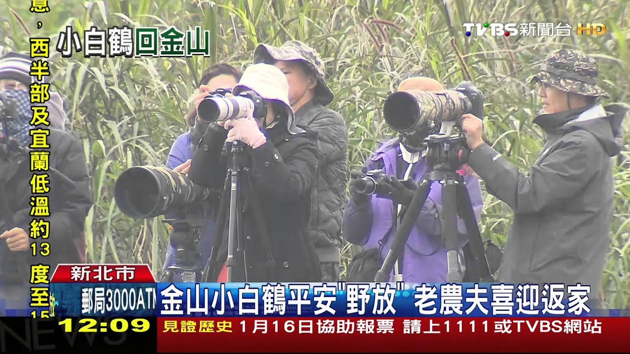 金山小白鶴平安「野放」　老農夫喜迎返家