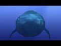 Finding Nemo 2001 Animation Test Without Marlin