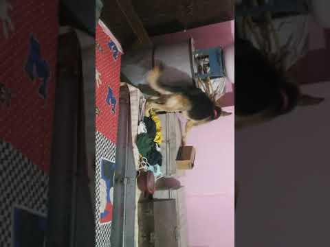 Funny gsd dog Trying Mouse hunt 4000 times. 🐺fail