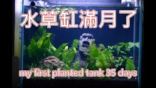鬥魚缸 水草缸滿月了 草長得如何? quick update my first planted tank