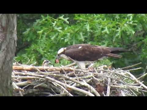 Osprey Nest With 3 Chicks