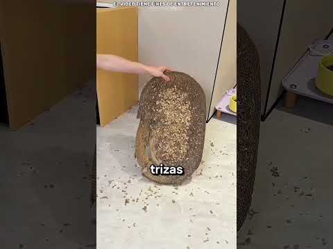¡Este gato puso a prueba la resistencia de Nokia! 😼📱