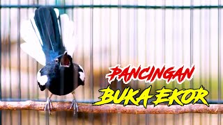 Download lagu KACER GACOR MEMANGGIL, PANCINGAN KACER MALAS BUNYI AGAR GACOR BUKA EKOR mp3