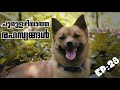 Dog Squad Pupppykuttan webseries Malayalam comedy ep 28