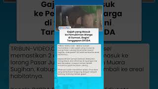 Dua Gajah Liar Masuk ke Pasar Jukung Sumsel, BKSDA Pastikan Sudah Kembali ke Habitatnya