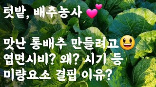 맛난 통배추 만들려고 