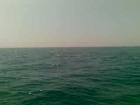 28 08 09 delfini a scauri