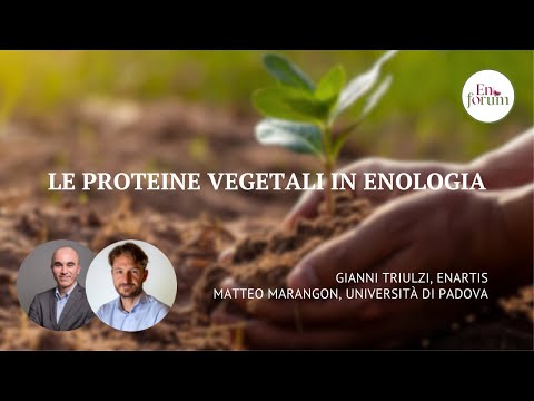Le proteine vegetali in enologia