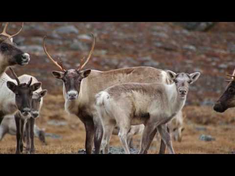 download lagu mp3 mp4 Hugues Aufray New Yorker, download mp3 Hugues Aufray New Yorker free downloadn, video klip Hugues Aufray New Yorker