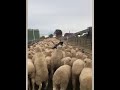 Must watch :  Dog running over sheep... (Sheep surfing Dog)