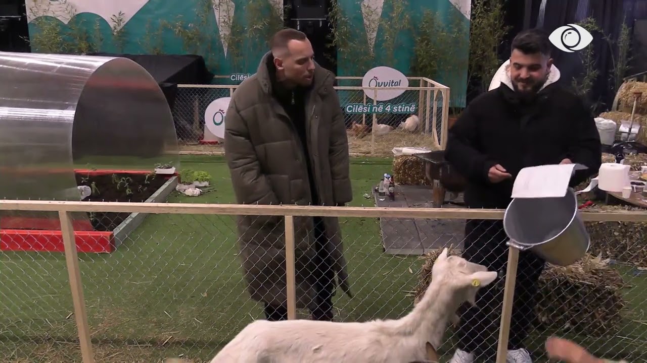 Banorët rikthehen në fermë, përpiqen të miqësohen me kafshët