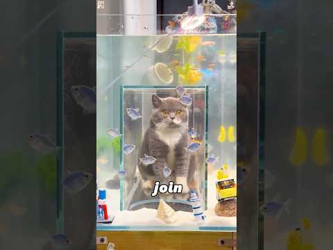 This cat wants to get into the fish tank.#animals #us #foryou #fyp #youtube