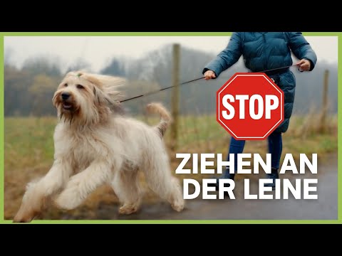 Leinenführigkeit richtig aufbauen: die WICHTIGEN Schritte [LIVE TRAINING]