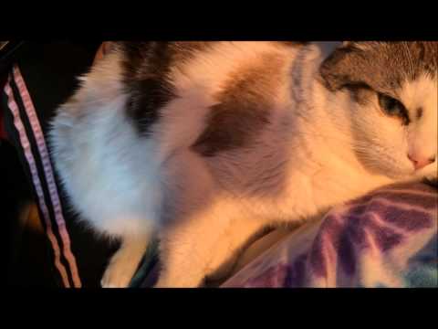 #5 Cat muscle spasm (degenerative neurologic disease)