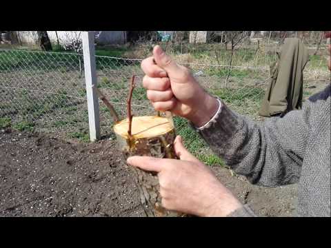 Cleft Graft - Grafting a Pear Tree