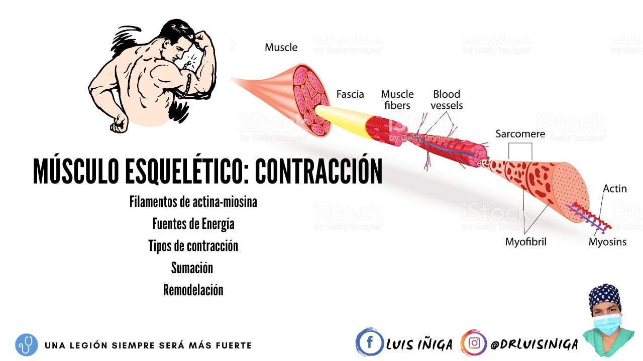 Fisiología: Músculo esquelético | Mecanismo de contracción muscular | Parte 1