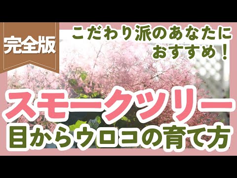 アジアユリの植え方は？メンテナンスと開花  庭園
