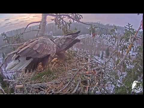 J E20180311 070531FemaleBringsHay