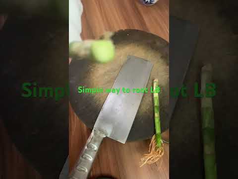 Simple way to help your lucky bamboo rooting easily 一个简单的富贵竹生根方法 #富贵竹 #富贵竹生根#luckybamboo