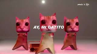 ay mi gatito miau miau tiktok | MONTAGEM MIAU (Letra)