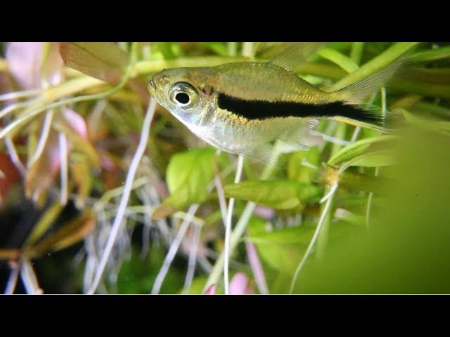 Video Teaser für Laowa 24mm f/14 Relay lens Testing: Underwater (Credit to Kuang Ren)