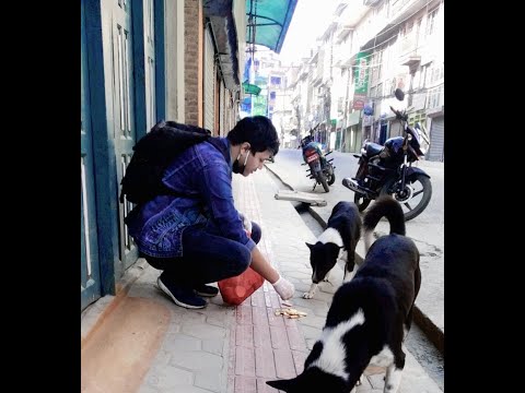 Feeding Stray Dogs in Lockdown | Chicken Rice | lockdown 2020 | kirtipur | Heart of Paws