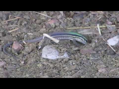 Female Giant Ameiva (Ameiva ameiva)