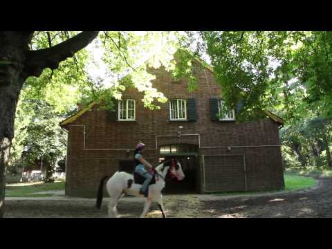 Galopper im Profil.... Silvery Moon