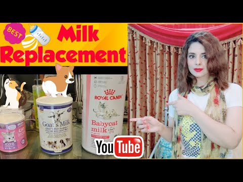 How To Use Milk Replacer For Dog & Cat | Feeding New Born kitten & Puppy |Royal Canin & Goat Milk