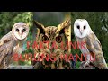 Fakta Tentang Burung Hantu