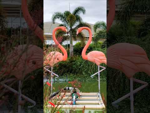 Holambra Cidade das Flores #holambra #saopaulo