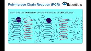 Essentials Video Animation - Polymerase Chain Reaction