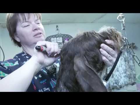 German Wirehair Pointer: Hand Strip: Instruction