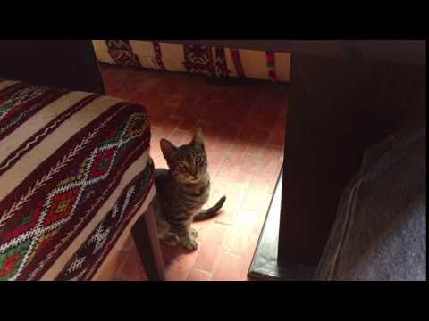 Restaurant Hicham, Chefchaouen, Morocco