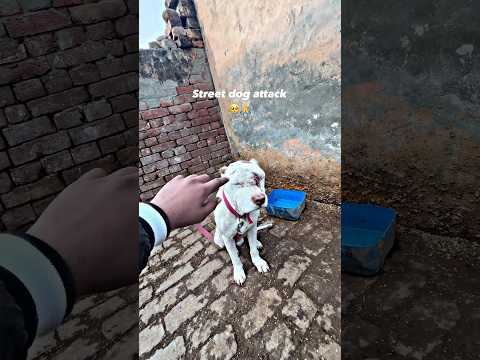 Street dog attack #dog #pitbull #pitbullpride #dogbreed #pitbulltype #dogtype #americanbully