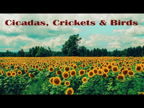Afternoon Nap | Crickets, Cicadas, & Birds | Relaxing Nature sounds for Sleep, Study, or Meditation