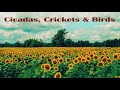 Afternoon Nap | Crickets, Cicadas, & Birds | Relaxing Nature sounds for Sleep, Study, or Meditation