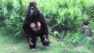 The KVJ Show: My Sweet Sasquatch By The Jaybird Band