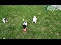 Jack Russell Terrier dogs for sale: Ricky   - Video 1