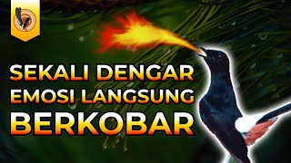 Download lagu PANCINGAN BIKIN MURAI BATU BONGKAR ISIAN | SIMULASI LOMBA GANTANGAN MURAI BATU mp3