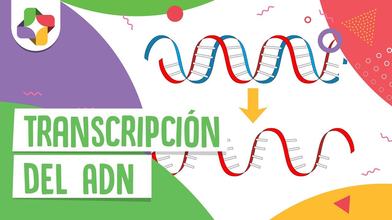 Transcripción del ADN - Educatina