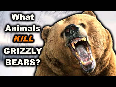 7 Animals That Can DEFEAT a Grizzly Bear In a Fight
