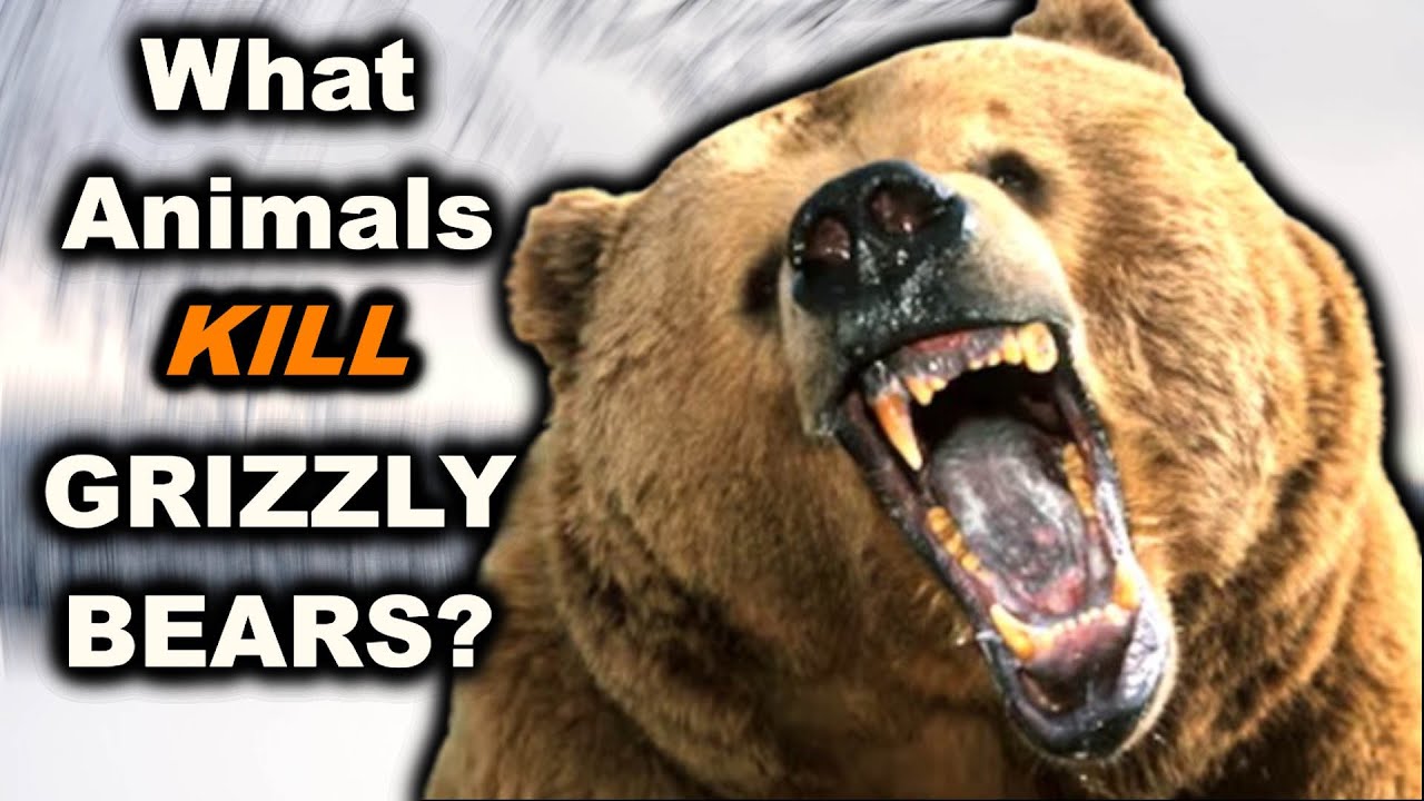 7 Animals That Can DEFEAT a Grizzly Bear In a Fight