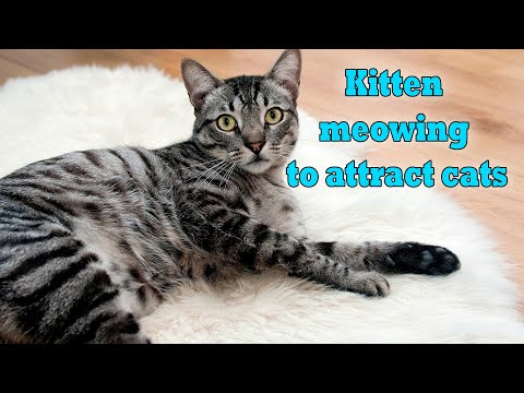 Cat sound to attract cats🙀realistic meows