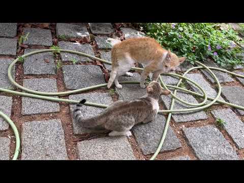 Angry Male Cats Fighting For Survival