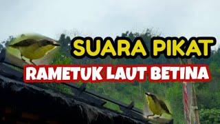 Download lagu SUARA BURUNG RAMETUK LAUT BETINA MANGGIL JANTAN mp3 Download lagu SUARA BURUNG RAMETUK LAUT BETINA MANGGIL JANTAN mp3