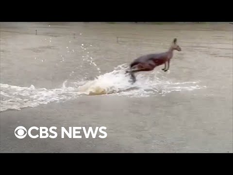 Kangaroo bounds through water amid severe flooding in New South Wales