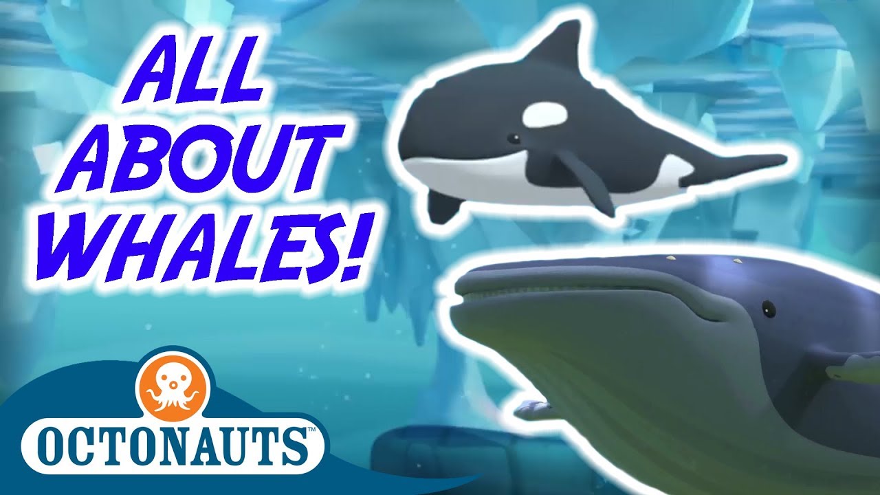Octonauts - All About Whales! | Special Compilation | Cartoons for Kids